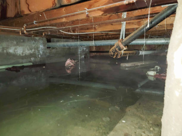 Best Local water damage restoration  in Pquemine, LA